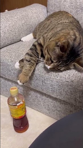 構ってもらえない時のいじけ方が可愛すぎる😂😂 #保護猫 #元ボス猫 #ほたて君#甘えん坊すぎて困ってまする