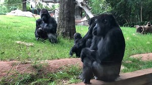 163K views · 5.6K reactions | During a recent day at the Willie B. Gorilla Conservation Center, the gorillas decided they wanted to visit their visitor! Our Vice President of Collections and Conservation, Dr. Jennifer Mickelberg, captured an up-close look at Taz’s troop – look for Floyd with Lulu! #SilverbackStory #OnlyZooATL | Zoo Atlanta | Facebook
