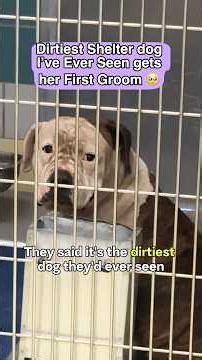 She is the dirtiest shelter dog I’ve ever seen 😔 Watch her get her first Groom