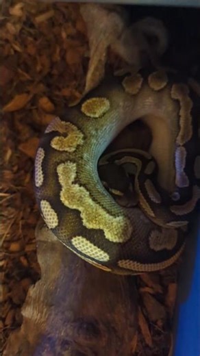 Sedna gives a perfect shed~