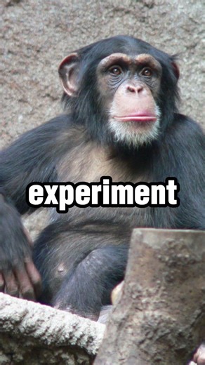 The Chimp Who Learned to Speak