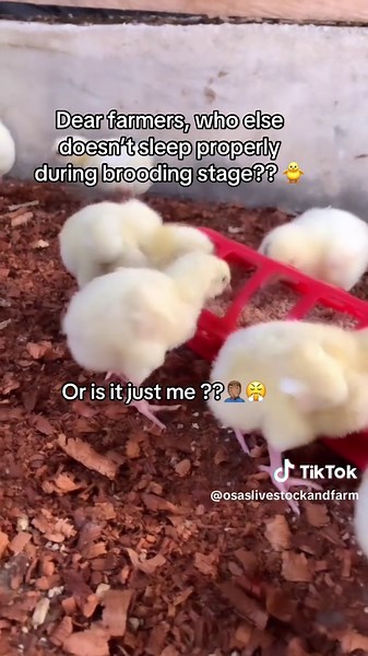 Understanding the Brooding Stage of Broiler Chickens