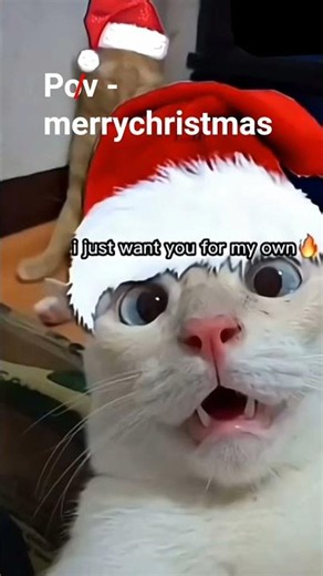 #christmas #cat