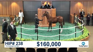The Saratoga Fall Sale topper came in the form of Hip 238, a colt from the first crop of multiple Grade 1 winner Practical Joke which sold for $160,000. The bay colt was purchased by Steven Weston from the consignment of RFHF Bloodstock, agent. The sale-topping colt is a half-brother to three winners, including multiple stakes winner Pain and Misery. Out of a half-sister to stakes winner Awesome I Am, Hip 238 was bred in New York by Hidden Lake Farm, 3C Thoroughbreds, West Point Thoroughbreds, e