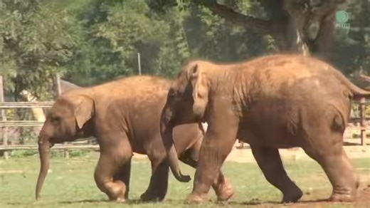 34K views · 2.6K reactions | Joyful Journeys with LekLek and SaNgae...