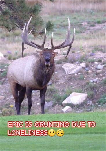 #Epic is grunting due to loneliness.😗😏😌🥰😋