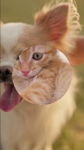 Happy National Adopt a Shelter Pet Day. At ABC, we believe every animal deserves a forever home! 🤍🐾