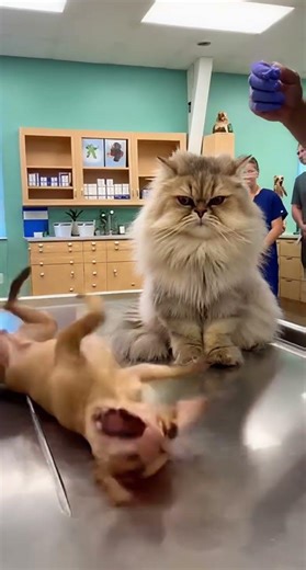 Funny Chihuahua Gets Injection 😂💉 | Cute Dog Overreaction | Paw Tales Univers #chihuahua #trending