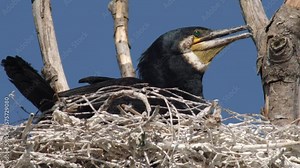 Colony of great cormorant (Phalacrocorax carbo), known as the black shag