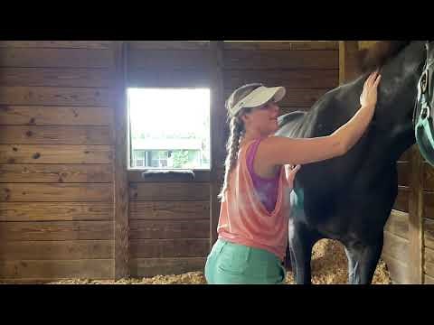 30 Minute Equine Massage | Stephanie Chan