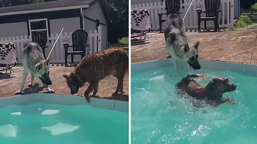 Check out this doggy's reaction after accidentally falling int the pool! So funny! | Rumble