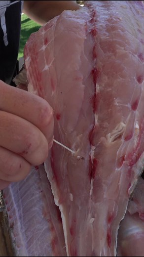 228K views · 691 reactions | Spaghetti worms are often found in saltwater fish here in Florida. Although unappetizing to the eye they are harmless! #fishing #parasite #saltwaterfishing #seafood | Landshark Outdoors | Facebook