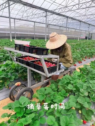 TAIWAN 新竹親子旅遊推薦❤️Hsinchu體驗無毒有機採果樂趣❤️新竹關西竹青亭農場❤️TAXI 松山機場、機場接送、台灣包車一日遊、台灣包車多日遊❤️利通小客車租賃有限公司