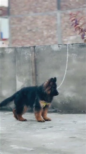 GERMAN | SHEPHERD | DOG | PUPPIES