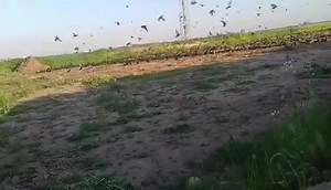 ‏صید زرزور🖤🐦‍⬛🔥#foryou #fyp #راو #راوچیەکان #صید_زرزور #صید