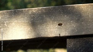 Carpenter ants carving out wood, spitting out dust