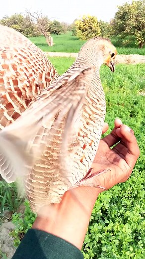 25K views · 501 reactions | #female #teetar #grey Francolin #call | Birds World Point | Facebook