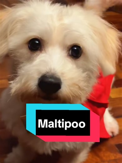 Understanding the American Maltipoo: A Unique Companion