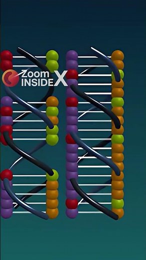 The Micro Machines Inside You! 🧬 DNA Replication in 3D 🧬