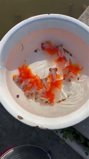 Butterfly Tail Goldfish! Bulk orders with discounts! #fish #koi