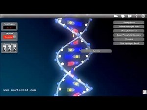 Interactive 3D DNA