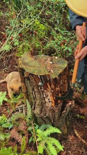 Traditional Wood Bark Removal with a Manual Billhook 🌲🪓✨