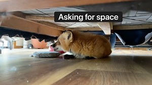 79K views · 6K reactions | Many of you have been asking about Lark’s...