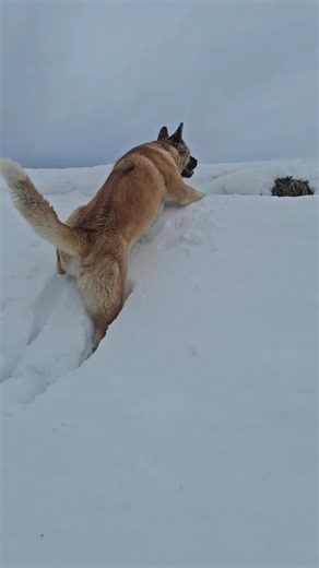 Balls deep! Drake took on a drift along the creek. #drake #snow #snowdrift