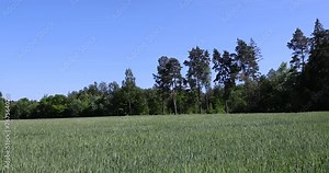 deciduous trees growing in the field in summer, deciduous trees in summer