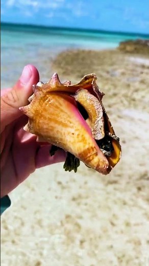 The Most Dangerous Snail in the World | Cone Snail #shorts #wildlife #snail