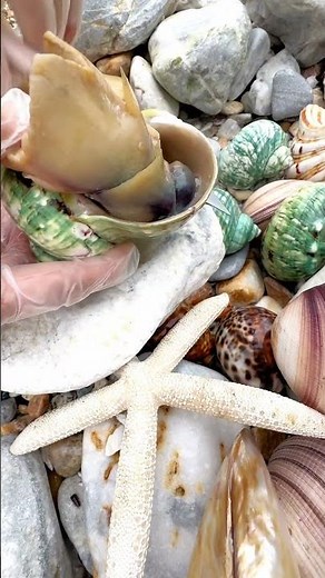 Sea Agate and Sea Crystal: Finding Hidden Treasures on the Shore and rare pearl