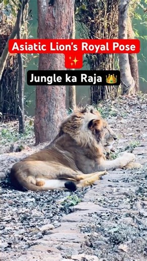 Asiatic Lion: The Royal King of Odisha! 🦁🚩 Nandankanan Mystery #Shorts #Lion #Wildlife