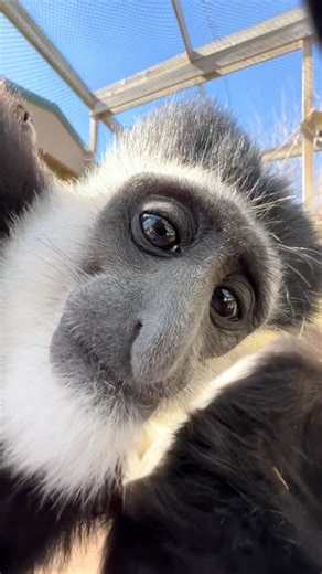 We all know that one person that struggles with FaceTime 😅 #colobusmonkey #colobus #monkeysofinstagram #funnyanimals #facetime | Tanganyika Wildlife Park
