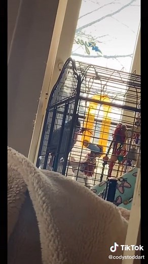 Can Birds Fart? Exploring the Truth About Parrots and Budgies