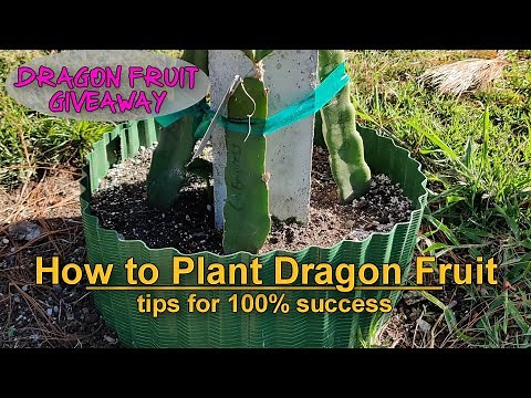 Tips on How to Successfully Plant your Dragon Fruit