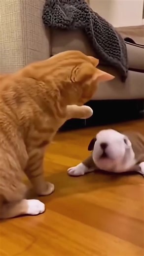 cat & dog best comedy 🎭 short funny movie 🎥 😂😂😂😜😜😜😝😝😝🐶🐈…… #catdog #funnyvideos #catsoftiktok #funnydog #catlover @The Rockettes
