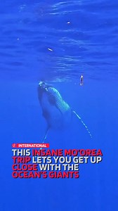 14K views · 41 reactions | Ever dreamt of swimming with whales,...
