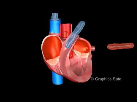A motion of the heart 心臓の動きと仕組み の3D CG アニメ