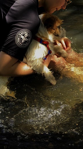 Relax … 🐶🫶🏻🌳🌞 #jackrussell #jackrussellterrier #jackrussellms #jackrussellmoments #jackrusselllove #dogs #perros | Jack Russell MS