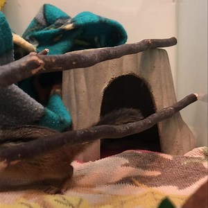 1.4K views · 178 reactions | Current Patient: Eastern Chipmunk This...