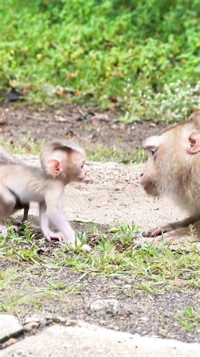 Baby SARI’s Cute Learning Journey Begins With Mama SARIKA #cute #animallife #babymonkey #animals