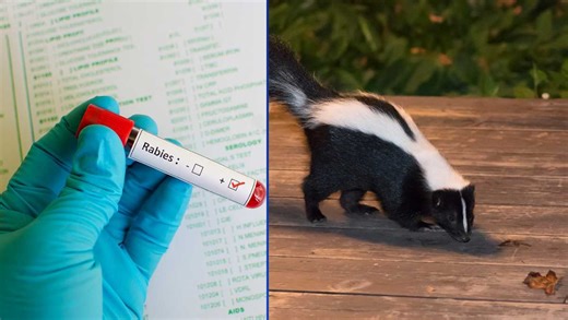 2 pets exposed to rabid skunk in the Upstate, officials confirm