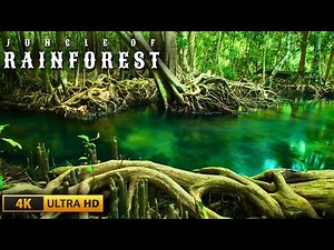 4K Rainforest Animals | Rare Species and Wild Beauty