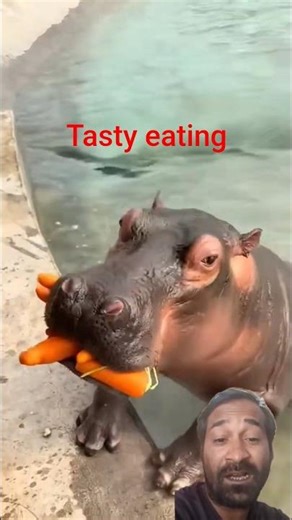 Hippopotamus Eating Carrots: A Unique Style Revealed?🦛😋