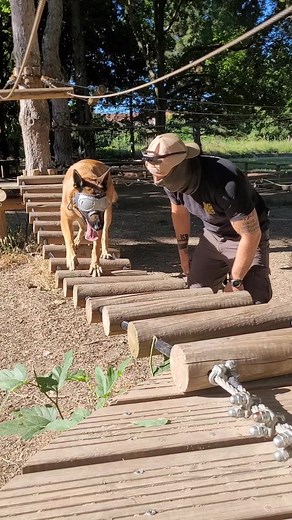 werwolf.k9_France (@werwolf.k9_france) - Dressage Canin du Chien Malinois: Techniques et Éducation