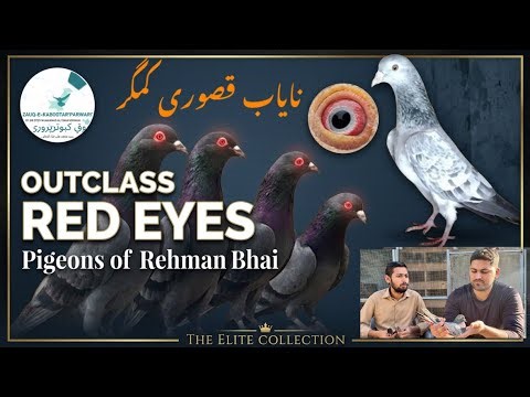 Neelay Kamagar Kabootar | Red Eyes Pigeons of Rehman Bhai 0302 1400927 | Golden Kabootar |