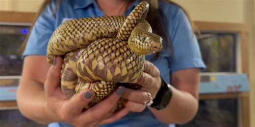 National Zoo Lovers Day: Rescuing wildlife and rewriting their stories at Tallahassee Museum