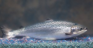Faked Alaska: Is genetically modified salmon coming soon to a table near you?