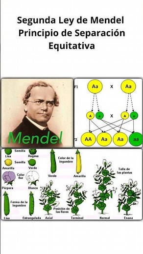 Mendel's Second Law, the principle of segregation of alleles. #biology #science