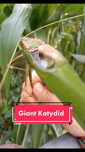 Exploring the World of Katydid Insects and Their Noisy Environment